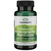 Swanson Full Spectrum Andrographis Paniculata kapszula – 60db